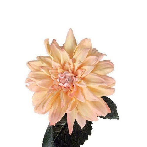 Single Dahlia S5819-PCH