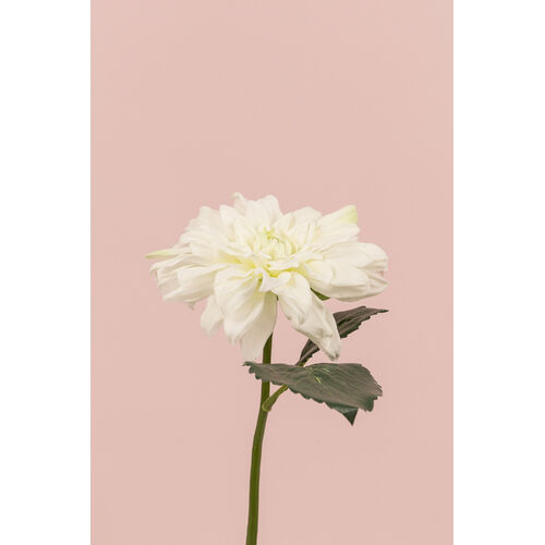 Single Dahlia S5819-WH
