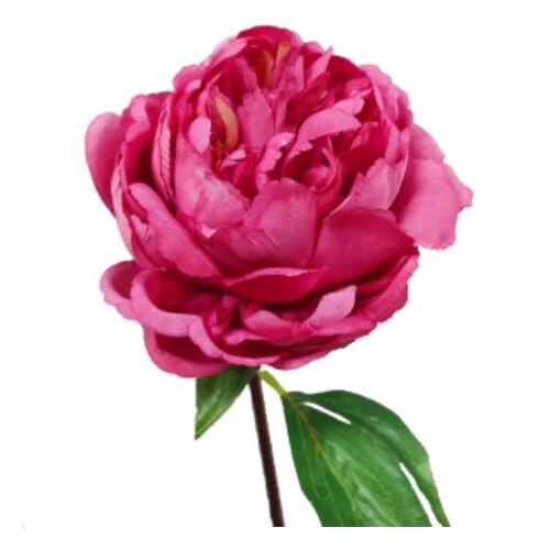 Single Peony Stem S5841-RAS