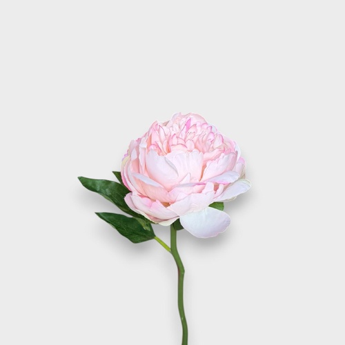 Single Peony Stem S5841-SPNK