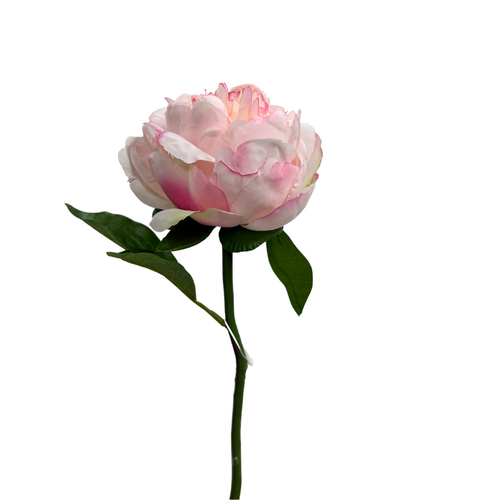 Single Peony Stem S5841-SPNK