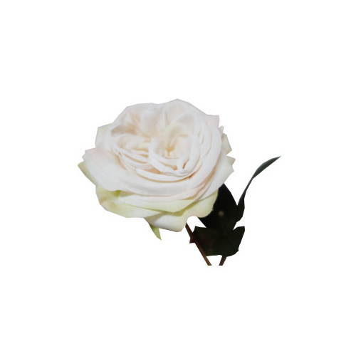 Gina Rose S5857-CR