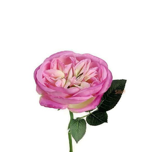 Bailey Rose  S5864-BTY