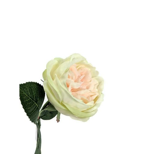 Bailey Rose  S5864-CHAM