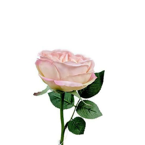 Bailey Rose  S5864-LPNK