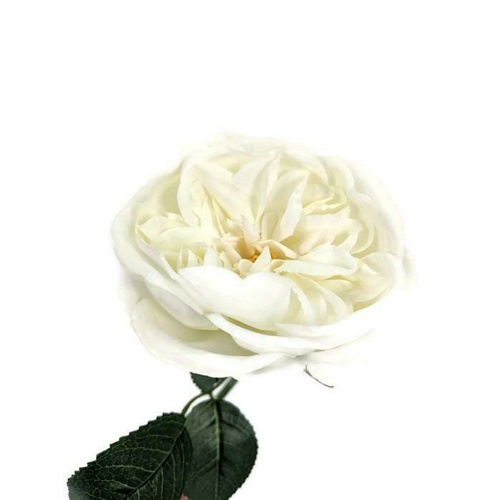 Bailey Rose  S5864-Wh