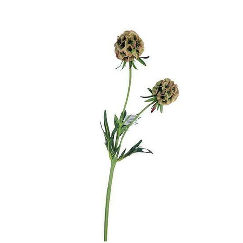 Scabiosa Pods S5867-BR