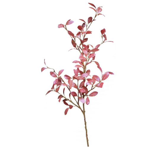 Privet leaf branch S5869