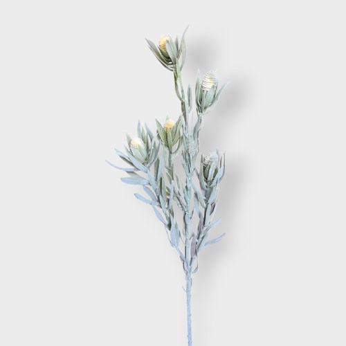 Protea Bud Spray S5876CRM