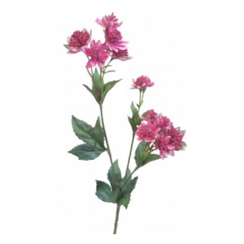 Astrantia S5881-BUR