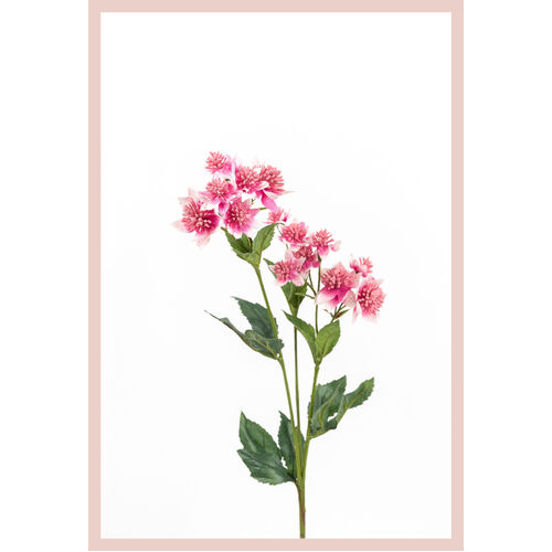Astrantia S5881-PNK