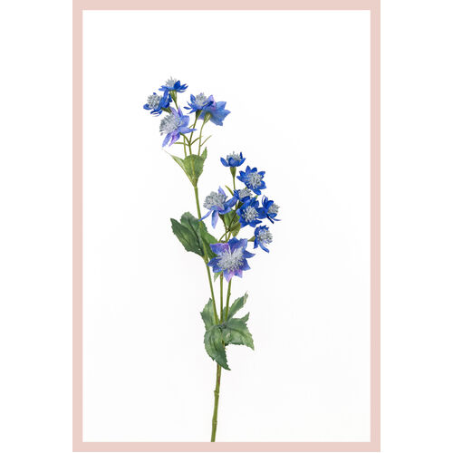 Astrantia S5881-RB