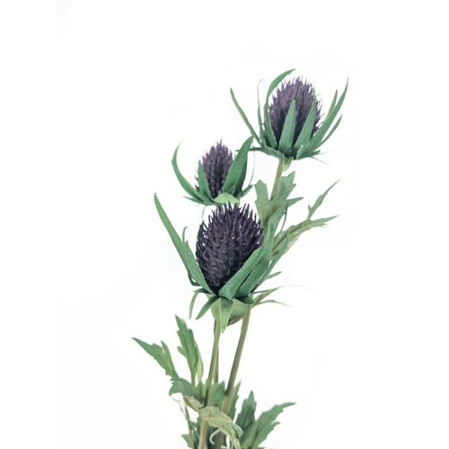 Thistle S5886-PUR