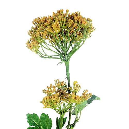 80cm Queen Ann Lace  S6001Yel