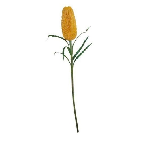 Yellow Banksia S6604