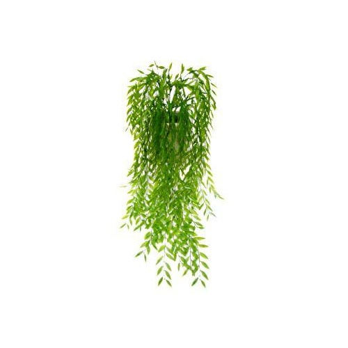 Ruccus Vine Bush  S8748