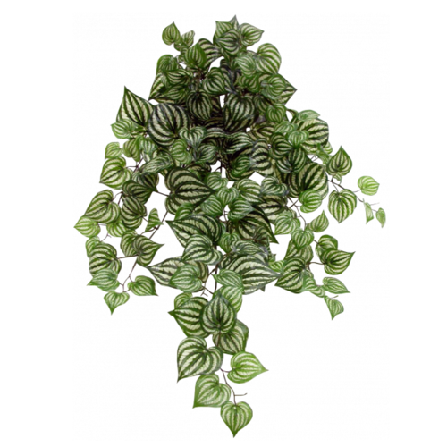 Peperomia Vine Bush S8915