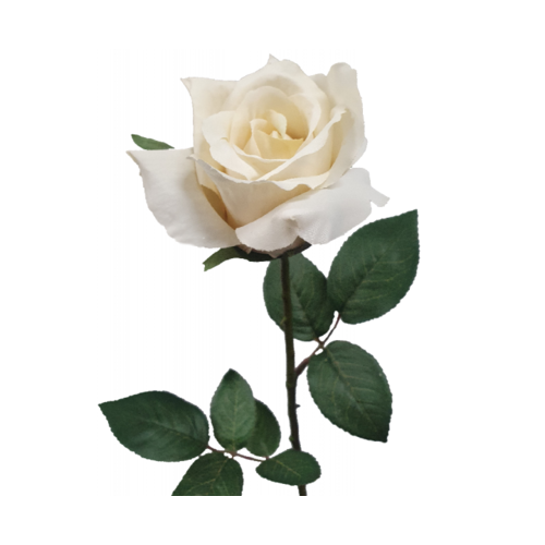 Ecuadorian Rose S913-BC