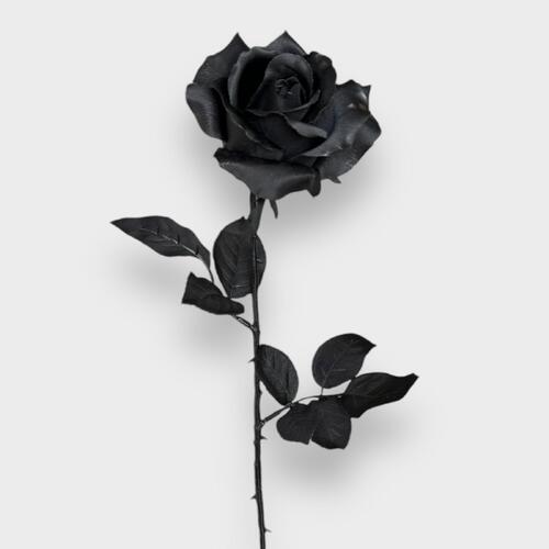 Ecuadorian Black Rose S913-BK