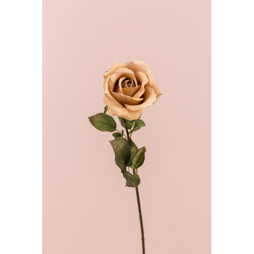 Ecuadorian Rose S913-CAP