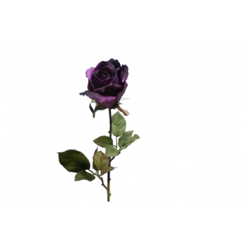 Ecuadorian Rose S913- CBY
