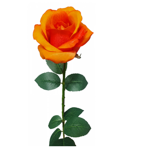 Ecuadorian Rose S913-CHOR