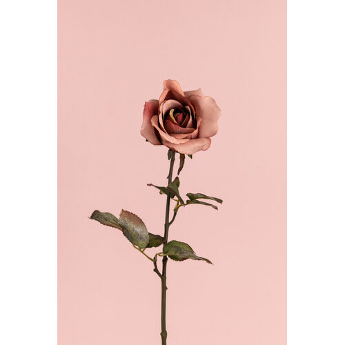 Ecuadorian  Rose S913-DRSE