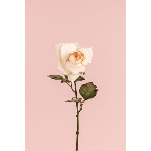 Ecuadorian Rose S913-LAT