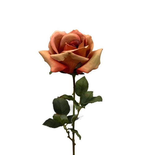 Ecuadorian Rose S913-ORG