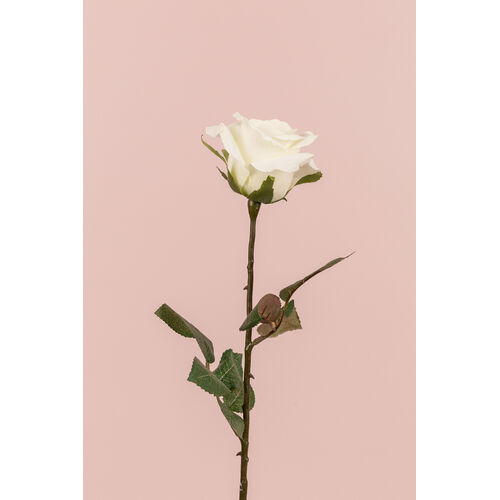 Ecuadorian Rose S913-WH