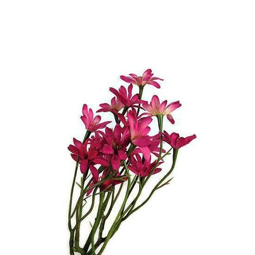 Sea Aster S9862-HPNK