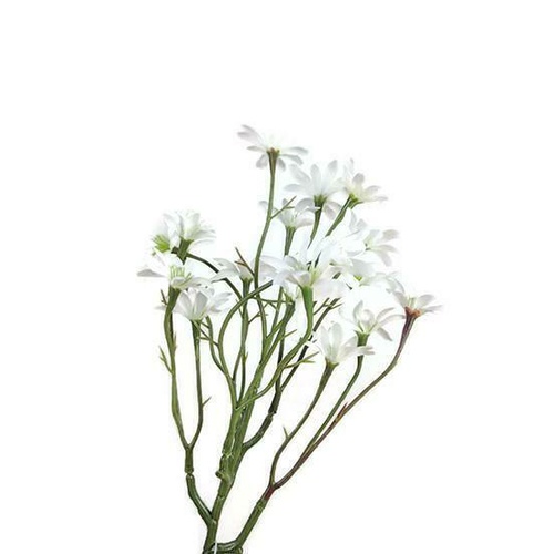 Sea Aster S9862-WH