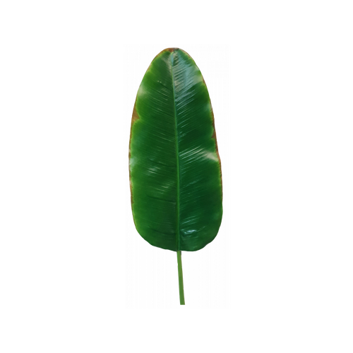 Banana Leaf S9864