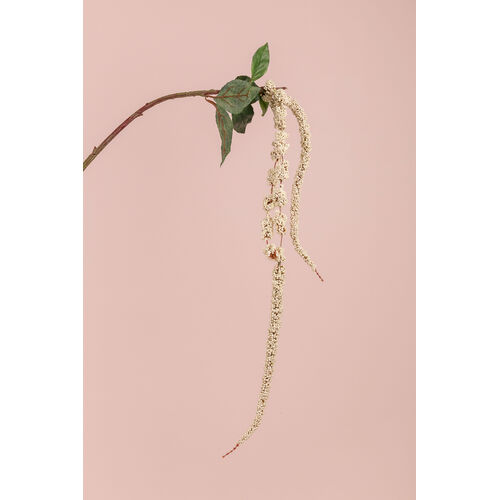 Amaranthus Spray S9991-CR
