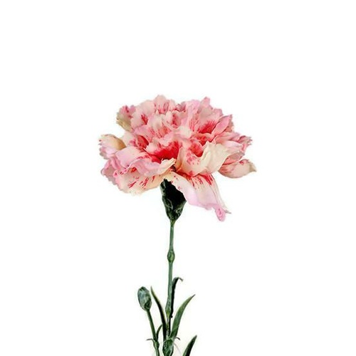 CARNATION SPRAY S9998 CREAM-RED