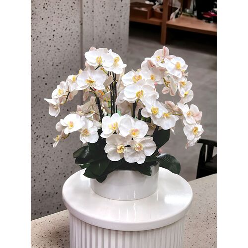 Roman Orchid SF1009