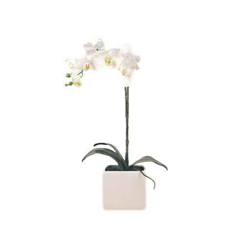 Natural Beauty SF105