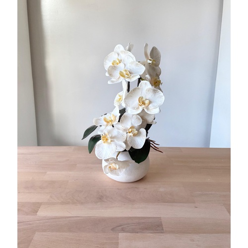 Oriental Beauty SF175-DV