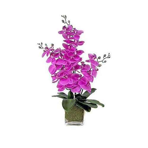Oriental Beauty SF175-MAG