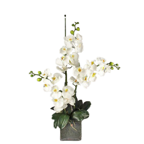 Oriental Beauty SF175-WH
