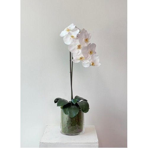 Oriental Beauty SF177-WH