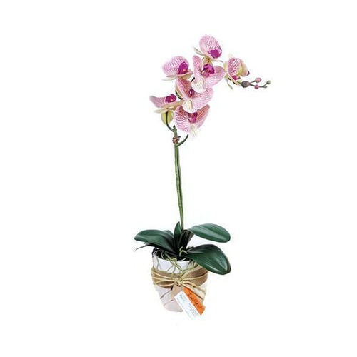 Sweet Phalaenopsis SF464_PNKV