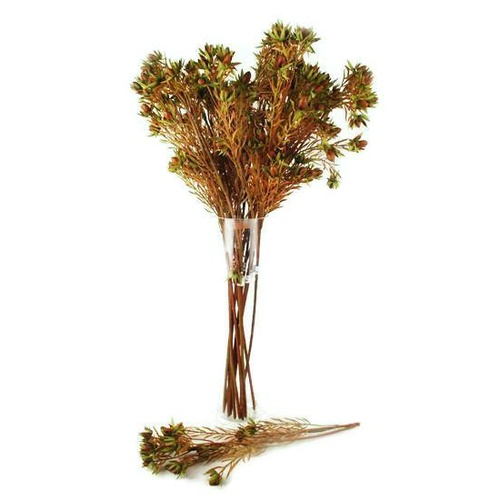 Star Leucadendron Spray N-SL-05