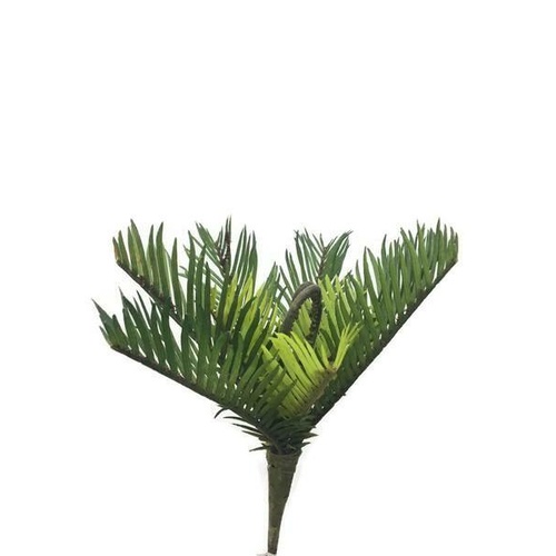 Cycas Fern SM016-GREEN