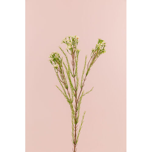 Geraldton Wax Flower SM054-CRM