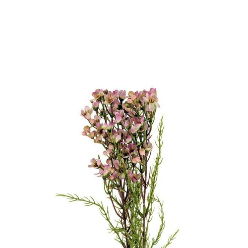 Geraldton Wax Flower SM054-LTPUR