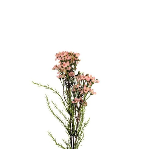 Geraldton Wax Flower SM054-SPNK