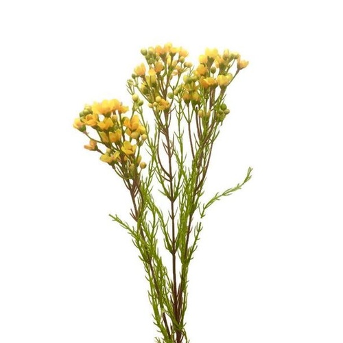 Geraldton Wax Flower SM054-YEL