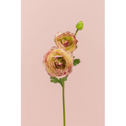 Variegated Ranunculus SM057-SPINK