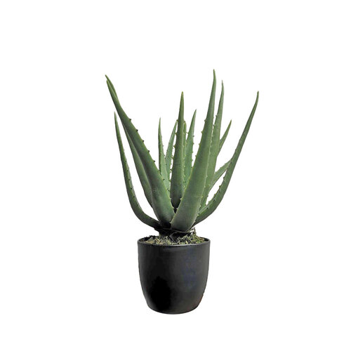 Aloe Cactus plant SM067-GREEN